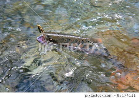 A good yamame trout that strongly resists the lure A good yamame trout that strongly resists the lure 95174111