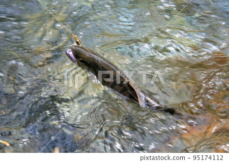 強烈抵抗誘惑的優質山姆鱒魚 強烈抵抗誘惑的優質山姆鱒魚 95174112