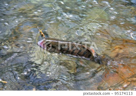 A good yamame trout that strongly resists the lure A good yamame trout that strongly resists the lure 95174113