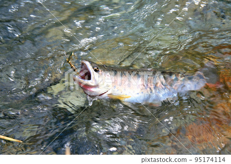 強烈抵抗誘惑的優質山姆鱒魚 強烈抵抗誘惑的優質山姆鱒魚 95174114