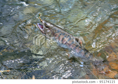 強烈抵抗誘惑的優質山姆鱒魚 強烈抵抗誘惑的優質山姆鱒魚 95174115