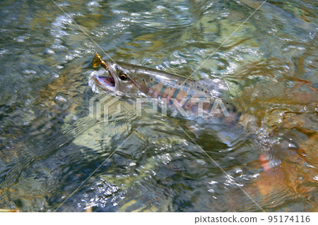A good yamame trout that strongly resists the lure A good yamame trout that strongly resists the lure 95174116