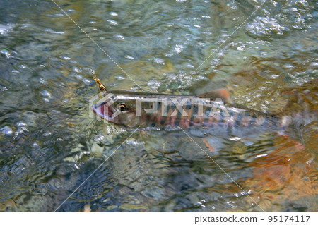 A good yamame trout that strongly resists the lure 95174117