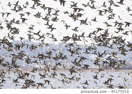 Flight of a flock of Eurasian ducks Flight of a flock of Eurasian ducks 95175018