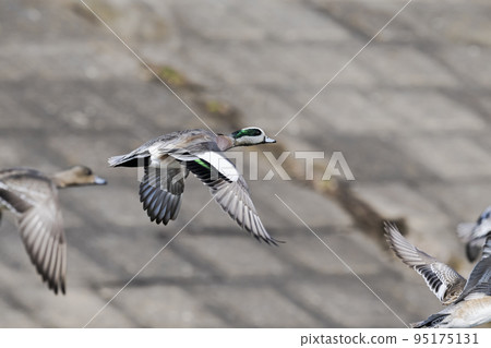 American Wigeon male in flight 95175131