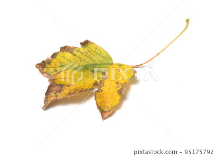 Closeup of autumnal maple leaf on white background Closeup of autumnal maple leaf on white background 95175792