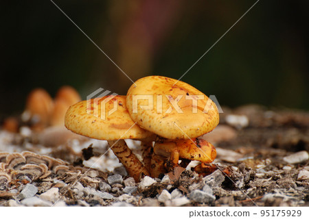 Closeup shot of orange-brown mushrooms on a tree stump in the Berchtesgadener Land in Bayer, Germany Closeup shot of orange-brown mushrooms on a tree stump in the Berchtesgadener Land in Bayer, Germany 95175929