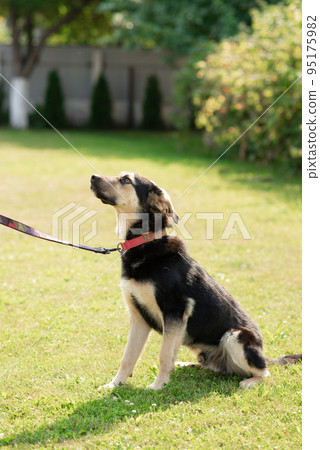 A domestic mongrel dog on a leash on a walk in the summer 95175982