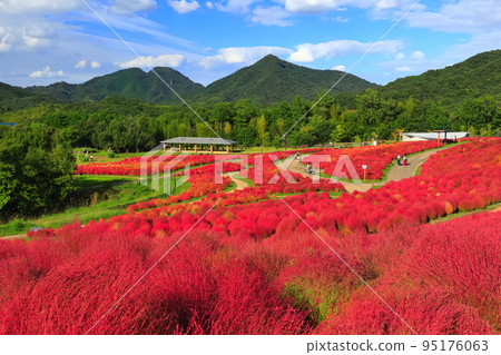 [香川縣]好天氣的地膚紅葉（贊岐萬能公園） 95176063