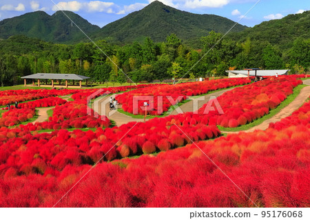 [香川縣]好天氣的地膚紅葉（贊岐萬能公園） 95176068