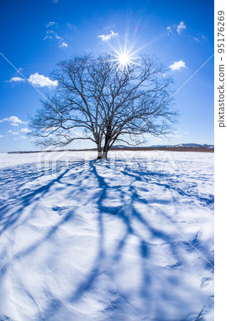 Harunire tree winter cold 95176269