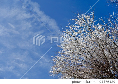 Winter scenery Snow on the branches and blue sky 95176389