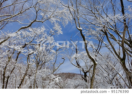 Winter scenery Snowy forest, blue sky and mountain scenery Winter scenery Snowy forest, blue sky and mountain scenery 95176390