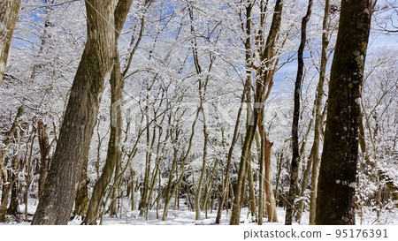 Snowy forest and blue sky Snowy forest and blue sky 95176391