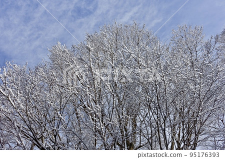 冬天風景雪堆在樹上 95176393