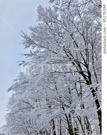冬天風景雪堆積在樹枝上 95176394