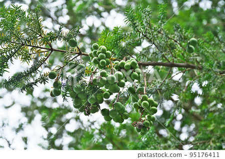 Green kaya fruit (summer, August) Green kaya fruit (summer, August) 95176411