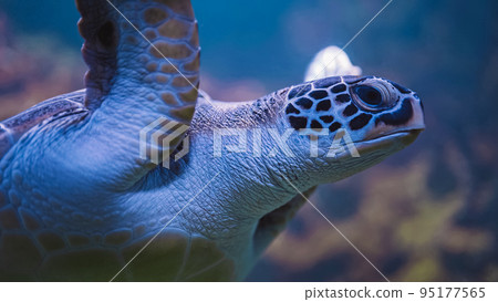 Close-up of chelonia mydas - green sea turtle in its habitat underwater. Beautiful exotic tropical 95177565