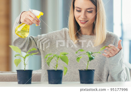 Close-up photo Young beautiful woman at home takes care of houseplants, sprays, sits at the table, grows plants at home, hobbies, looks at the camera, smiles Close-up photo Young beautiful woman at home takes care of houseplants, sprays, sits at the table, grows plants at home, hobbies, looks at the camera, smiles 95177996