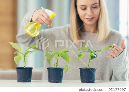 Close-up photo Young beautiful woman at home takes care of houseplants, sprays, sits at the table, grows plants at home, hobbies, looks at the camera, smiles Close-up photo Young beautiful woman at home takes care of houseplants, sprays, sits at the table, grows plants at home, hobbies, looks at the camera, smiles 95177997