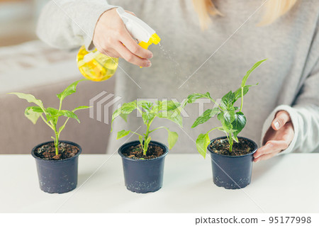 Close-up photo Hands of a young woman at home taking care of houseplants, watering with a sprayer, sitting at a table, growing plants at home, hobbies Close-up photo Hands of a young woman at home taking care of houseplants, watering with a sprayer, sitting at a table, growing plants at home, hobbies 95177998