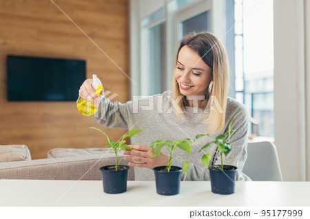 Young beautiful woman at home takes care of houseplants, sprays, sits at the table, grows plants at home, hobbies Young beautiful woman at home takes care of houseplants, sprays, sits at the table, grows plants at home, hobbies 95177999