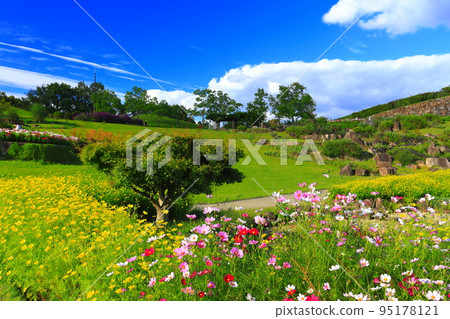 [Kagawa Prefecture] Autumn cherry blossoms (Ryuzu-no-sato) in Kazahana-no-niwa, Sanuki Mannou National Government Park 95178121
