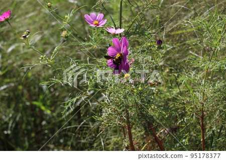 Bee sucking honey of cosmos 95178377