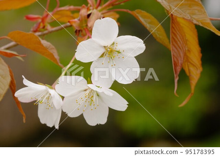 Wild cherry blossom 95178395