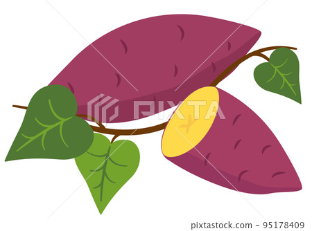 蔬菜插圖 地瓜 食材、烹飪、材料 蔬菜插圖 地瓜 食材、烹飪、材料 95178409