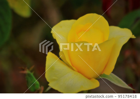 beautiful yellow rose flower beautiful yellow rose flower 95178418