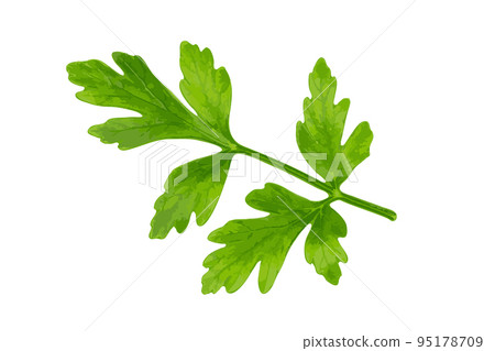 Parsley Leaves Isolated 95178709