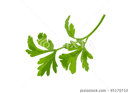 Parsley Leaves Isolated 95178710