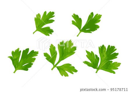 Parsley Leaves Isolated Parsley Leaves Isolated 95178711