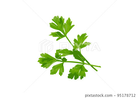 Parsley Leaves Isolated 95178712
