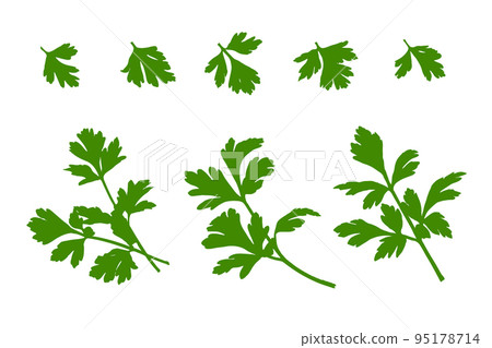 Parsley Leaves Isolated 95178714