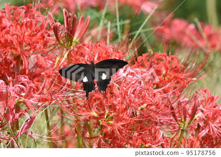 Flower and butterfly 95178756