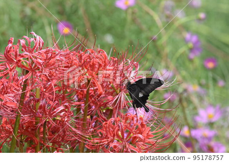 Flower and butterfly Flower and butterfly 95178757