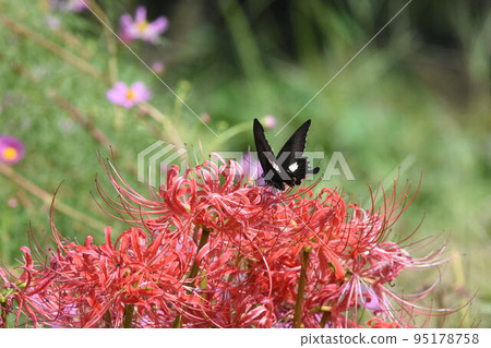 Flower and butterfly 95178758