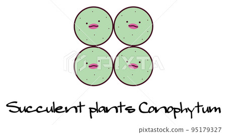 succulent plant mesen conophytum pageae conophytum pageae character illustration succulent plant mesen conophytum pageae conophytum pageae character illustration 95179327