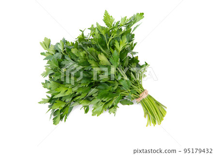 fresh and ripe parsley bunch isolated on white fresh and ripe parsley bunch isolated on white 95179432