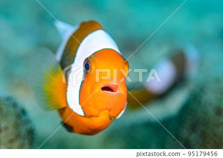 銀蓮花魚 銀蓮花魚 95179456