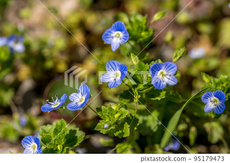 Large dog scrotal flower blooming in spring light 95179473