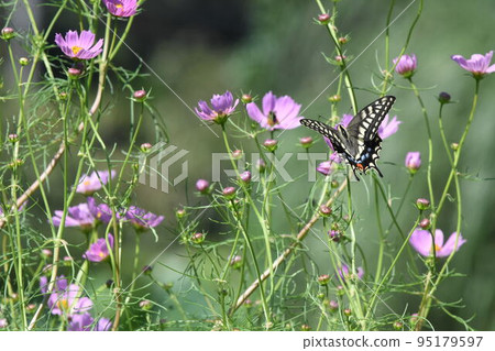A quail A quail 95179597