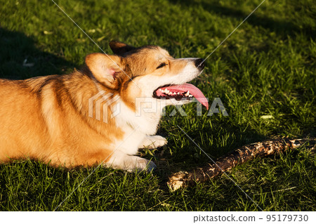Welsh Corgi Pembroke smile and happy. Cute dog sitting on the grass in the park, playing with a stick. Welsh Corgi Pembroke smile and happy. Cute dog sitting on the grass in the park, playing with a stick. 95179730