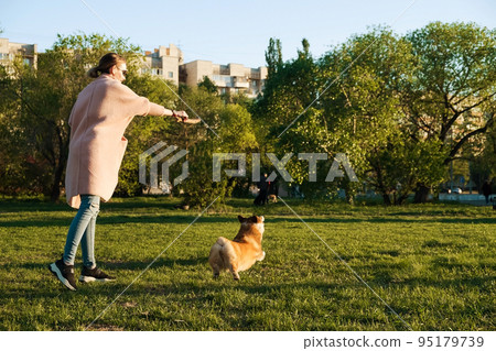 Smiling girl playing with her Welsh Corgi Pembroke puppy, smile and happy. Cute dog playing with a stick in the park.  95179739