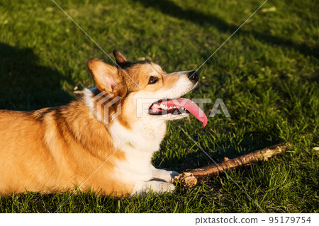 Welsh Corgi Pembroke smile and happy. Cute dog sitting on the grass in the park, playing with a stick. Welsh Corgi Pembroke smile and happy. Cute dog sitting on the grass in the park, playing with a stick. 95179754