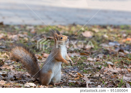 red squirrel on a tree 95180004