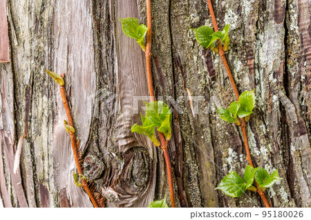 雪松樹和藤蔓 雪松樹和藤蔓 95180026