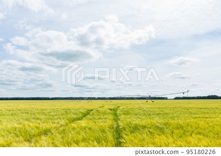 Beautiful wheat field 95180226